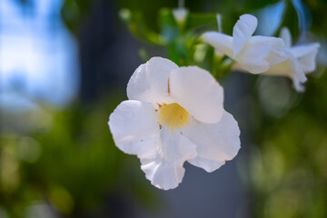 Obraz premium White Garden Flower Macro with Soft Natural Background