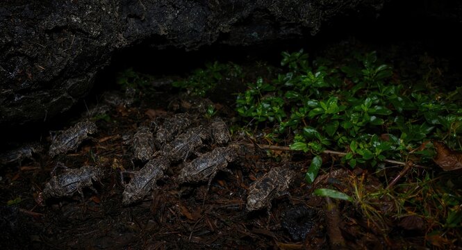 Bat guano and vegetation as food sources for endemic cave cricket