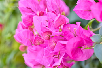 Close-up view of pink bougainvillea flower blooming on branch