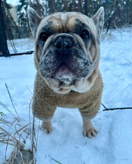 french bulldog in snow