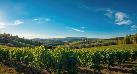 Naklejka premium Lush vineyard and olive groves on rolling hills under a clear sky designed for promotional visuals