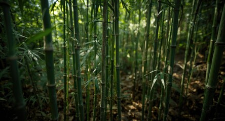 Fototapeta premium Close up view of lucky bamboo stalks growing naturally in a forest