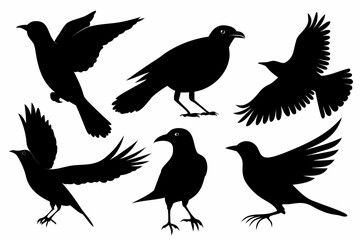 Fototapeta premium Black Crow and Raven Silhouettes Vector Set - Flying and Standing Birds