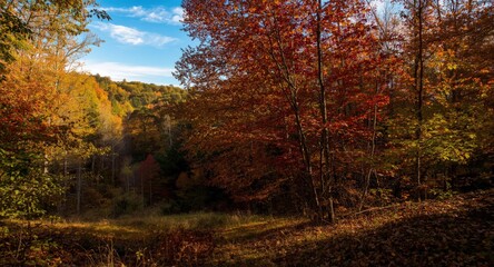 Fototapeta premium Colorful fall forest illuminated by natural sunlight offering a tranquil nature backdrop