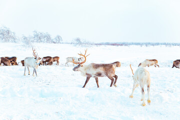 Obraz premium Beautiful reindeer in the snowy tundra. Life in the Arctic.