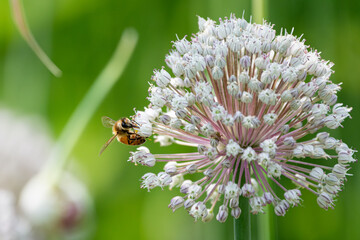 A western honey bee collects nectar from a white, spherical allium flower head against a soft-focus green background © George Schmiesing