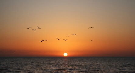 Birds in V formation flying across sea at sunset on autumn equinox day representing freedom