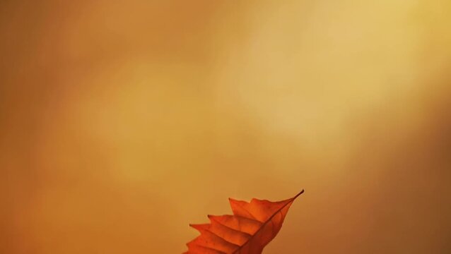 A single vibrant orange leaf floats gently against a soft, warm, out-of-focus golden background, evoking a sense of autumn tranquility and the changing seasons