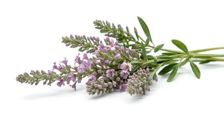 Freshly blossomed mealy sage flowers isolated on white background including clipping path