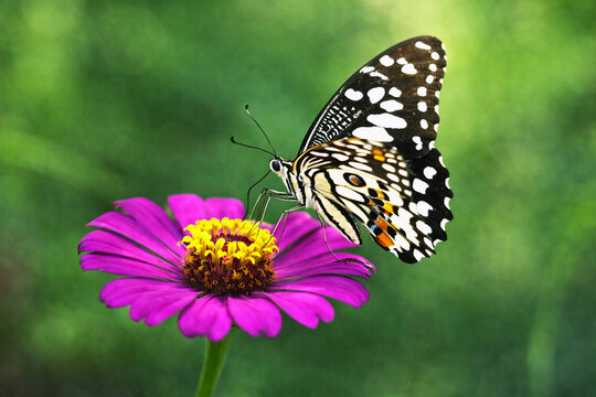 close up of lime butterfly (Papilio demoleus) pollinating zinia flower