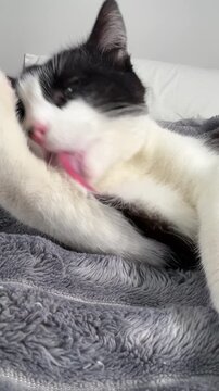 Funny video of black and white cat grooming itself on a soft gray blanket with eyes partially closed in a relaxed indoor setting.
