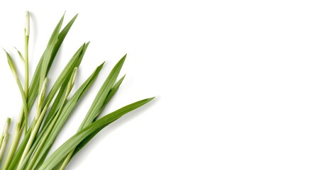 Fototapeta premium Bright white backdrop featuring fresh lemongrass stems and leaves