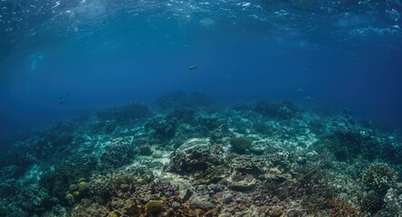 Fototapeta premium Healthy coral reef habitats harboring rich marine biodiversity for snorkeling fun