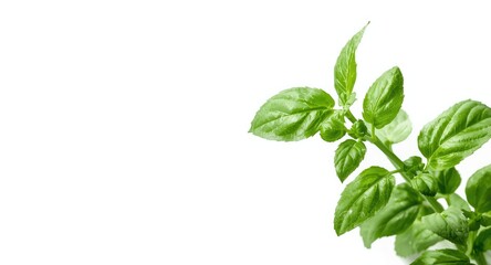 Obraz premium Green basil foliage with white negative space background