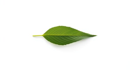 Obraz premium detailed green leaf resting on a clear white background with gentle light