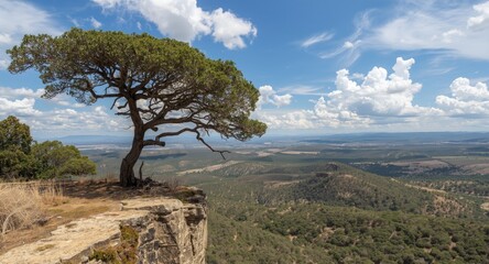 Impressive tree on cliff boundary with sprawling wild landscape scene