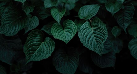 High resolution close up of lush green plant leaves with textured foliage behind
