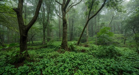 Obraz premium Lush forest greenery maintaining ecological balance and aiding climate mitigation