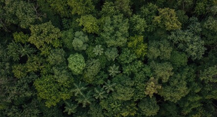 drone top down capture of dense green trees with open copy space