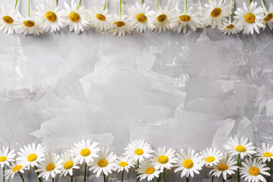 White daisies frame border on gray concrete textured background