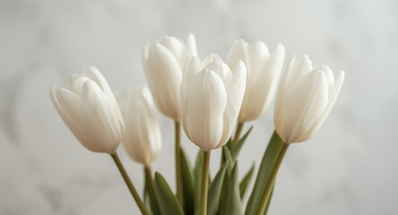 Fototapeta premium a cluster of naturally white tulips showcasing their pure petals