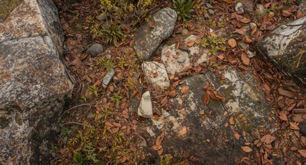 Abstract pattern of rocky surfaces and plant life in a scenic mountain landscape