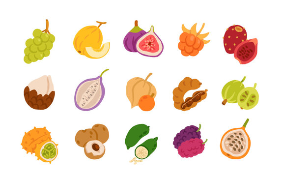 Exotic tropical fruits vector illustration set with grape melon fig cloudberry prickly pear salak akebia physalis tamarind gooseberry kiwano longan finger lime mulberry granadilla flat design