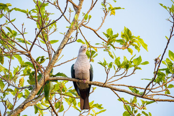 red billed hornbill © smirs
