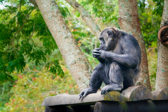 Common Chimpanzee Examining Food: Profile of a Chimp Sitting on Logs in a Forest Sanctuary