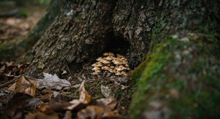 Focused image on small mushrooms clustered around a textured old tree base outdoors