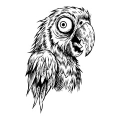 Black and white hand drawn illustration of a macaw bird vector