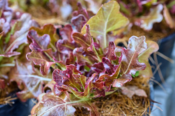 Fresh Red Leaf Lettuce Growing in Pots