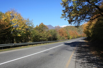 Fototapeta premium road in autumn