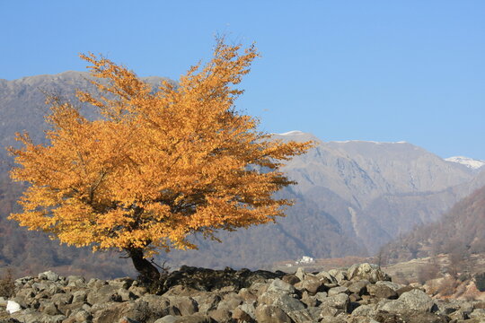 autumn in the mountains