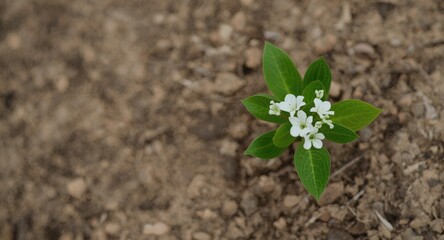 Lunaria flowering plant with pure white blossoms and verdant leaves on a textured surface offering generous copy space