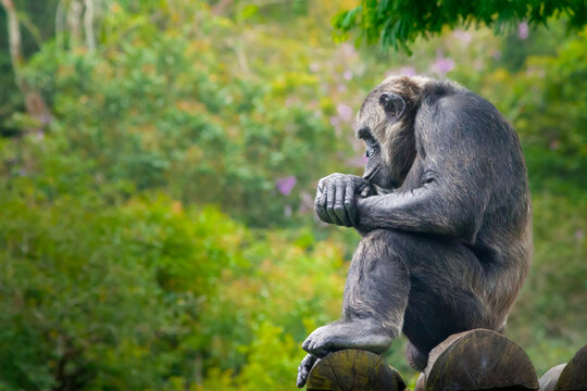 Pensive Common Chimpanzee: Close-up Profile of a Chimp Sitting in a Thoughtful Pose