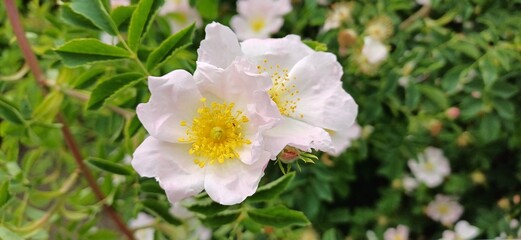Obraz premium rosenblüte