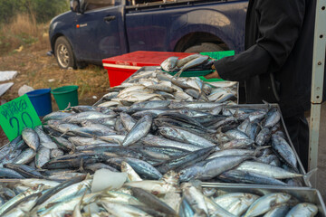 Background of tuna fish sell in traditional fishery market
