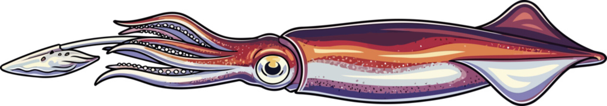 Longfin squid swimming horizontal view