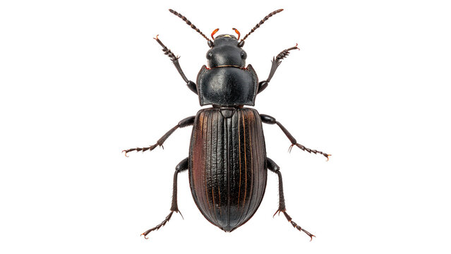Close-up of a black beetle on a transparent background.