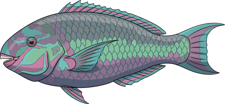 Profile of a multicolored parrotfish with distinct scale patterns