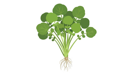 Freshly harvested watercress plant with vibrant green round leaves and exposed roots a symbol of natural health and organic