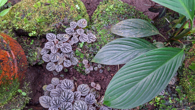 Top Down View of Tropical Terrarium with Peperomia and Homalomena Plants