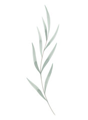 Fototapeta premium Simple green watercolor branch with leaves illustration on white background. Minimalist botanical design element for wedding invitation.