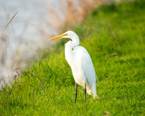 Obraz premium Egret - Stonegate Pond - West Sacramento