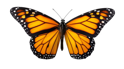 Fototapeta premium Vibrant monarch butterfly with orange and black wings