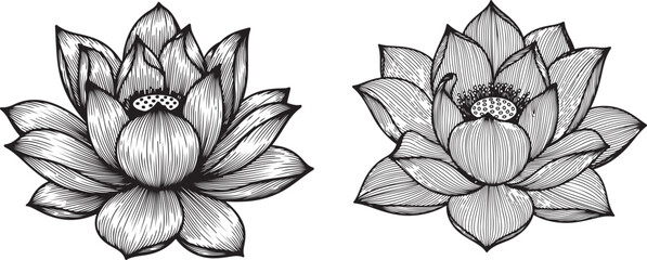 Set of vector hand drawn lotus flower black line art illustration. Hand drawn romantic beautiful line art of Lotus set,Hand drawn lotus flower isolate vector set. 
