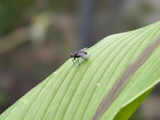 Fly Resting on a Leaf Macro Close Up Detail of Insect Pest