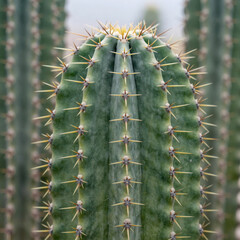 Detailed depiction of a thorny cactus with visible plant structure