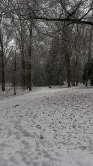 Winter park path covered in fresh snow and trees